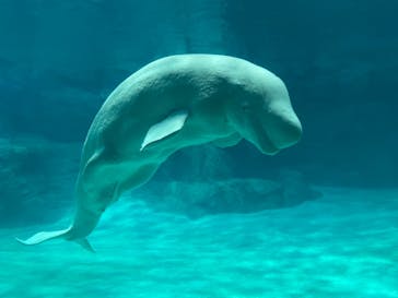 名古屋港水族館に投稿された画像（2021/11/21）