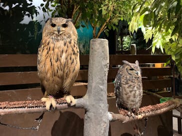 Moff animal world MARK IS みなとみらい店に投稿された画像（2021/11/21）