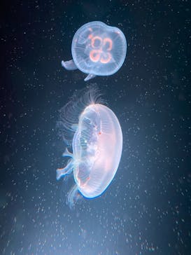 京都水族館に投稿された画像（2021/11/21）