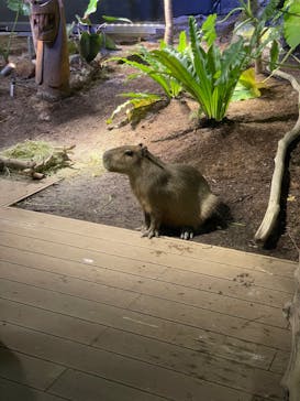 カワスイ 川崎⽔族館に投稿された画像（2021/11/21）