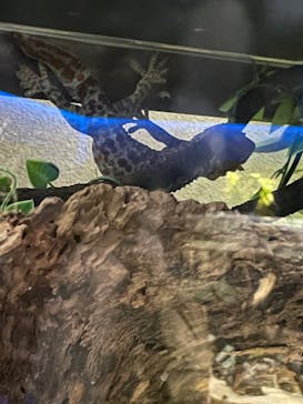 カワスイ 川崎⽔族館に投稿された画像（2021/11/21）