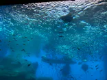 仙台うみの杜水族館に投稿された画像（2021/11/21）