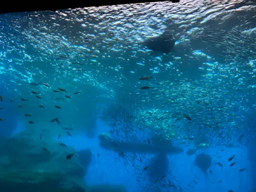 仙台うみの杜水族館に投稿された画像（2021/11/21）