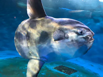 仙台うみの杜水族館に投稿された画像（2021/11/21）