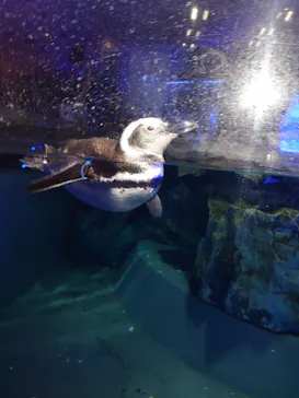 すみだ水族館に投稿された画像（2021/11/21）