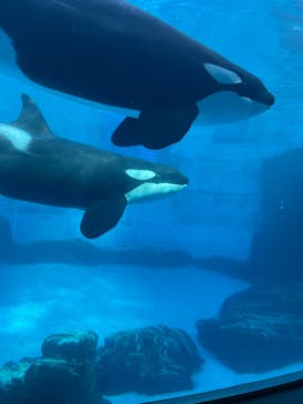 名古屋港水族館に投稿された画像（2021/11/21）