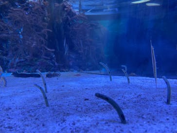 名古屋港水族館に投稿された画像（2021/11/21）