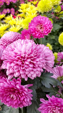 ひらかたパークに投稿された画像（2021/11/21）