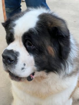 つくばわんわんランドに投稿された画像（2021/11/21）