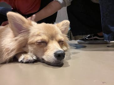 Moff animal world MARK IS みなとみらい店に投稿された画像（2021/11/21）