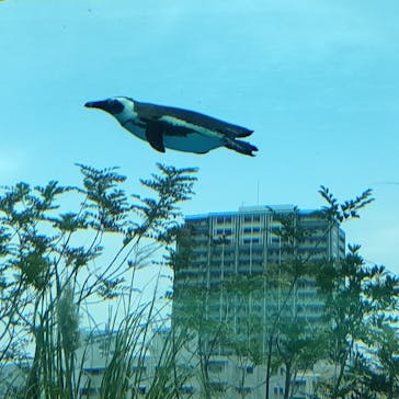 サンシャイン水族館に投稿された画像（2021/11/21）