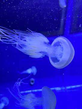 すみだ水族館に投稿された画像（2021/11/21）