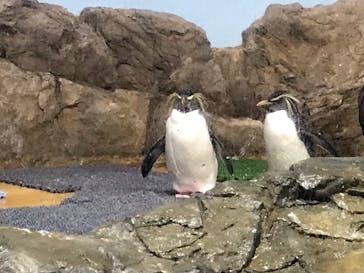 マクセル アクアパーク品川に投稿された画像（2021/11/21）