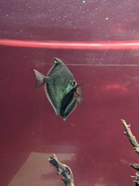 カワスイ 川崎⽔族館に投稿された画像（2021/11/21）