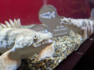 カワスイ 川崎⽔族館に投稿された画像（2021/11/21）