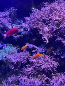 名古屋港水族館に投稿された画像（2021/11/21）
