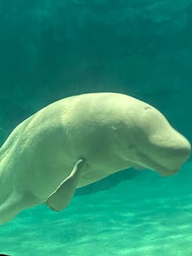 名古屋港水族館に投稿された画像（2021/11/21）