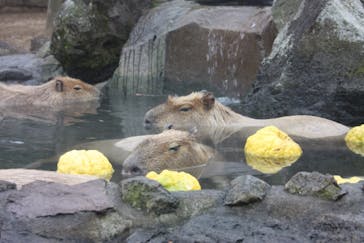 伊豆シャボテン動物公園に投稿された画像（2021/11/21）