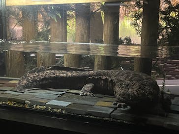 京都水族館に投稿された画像（2021/11/21）