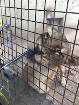 群馬サファリパークに投稿された画像（2021/11/21）