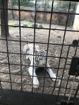 群馬サファリパークに投稿された画像（2021/11/21）