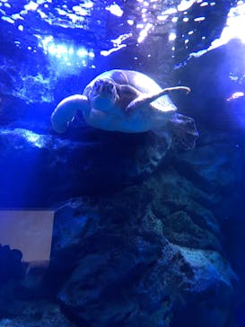 マクセル アクアパーク品川に投稿された画像（2021/11/21）