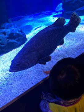 マクセル アクアパーク品川に投稿された画像（2021/11/21）