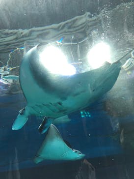 マクセル アクアパーク品川に投稿された画像（2021/11/21）