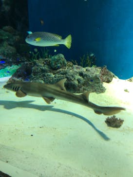 マクセル アクアパーク品川に投稿された画像（2021/11/21）