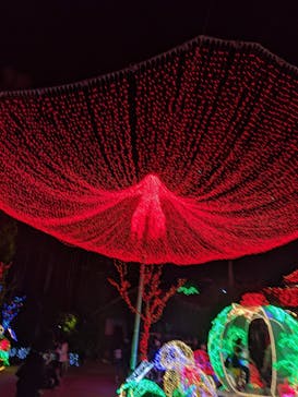 美らヤシパークオキナワ・東南植物楽園に投稿された画像（2021/11/21）