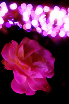 ひらかたパークに投稿された画像（2021/11/21）