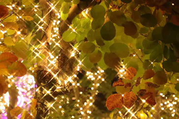 ひらかたパークに投稿された画像（2021/11/21）