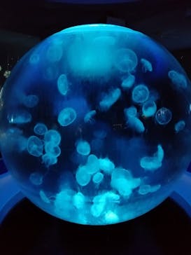 新江ノ島水族館に投稿された画像（2021/11/21）