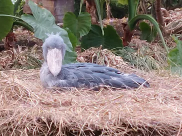 神戸どうぶつ王国に投稿された画像（2021/11/21）