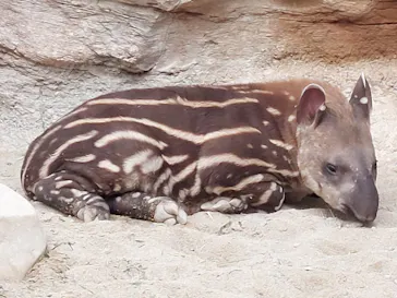 神戸どうぶつ王国に投稿された画像（2021/11/21）