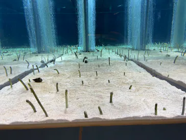 すみだ水族館に投稿された画像（2021/11/21）