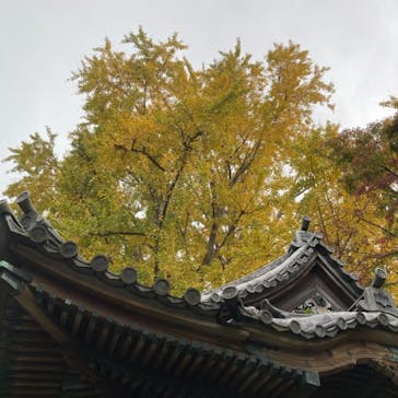 三溪園に投稿された画像（2021/11/21）