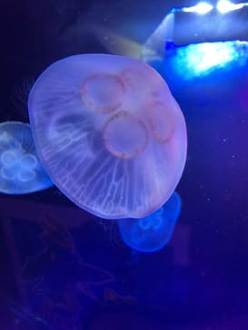 サンシャイン水族館に投稿された画像（2021/11/21）