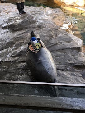 しながわ水族館に投稿された画像（2021/11/21）