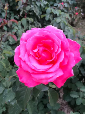 ひらかたパークに投稿された画像（2021/11/21）