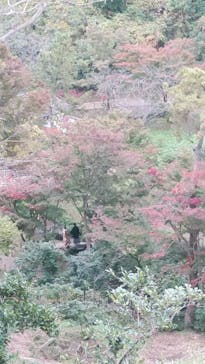 三溪園に投稿された画像（2021/11/21）