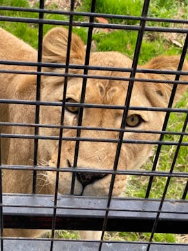 那須サファリパークに投稿された画像（2021/11/21）