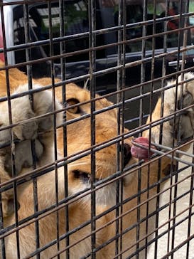 那須サファリパークに投稿された画像（2021/11/21）