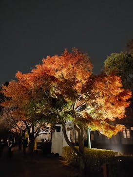 江戸東京たてもの園に投稿された画像（2021/11/21）