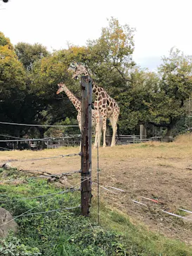 天王寺動物園に投稿された画像（2021/11/21）