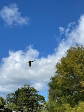 美らヤシパークオキナワ・東南植物楽園に投稿された画像（2021/11/22）