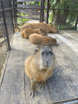 美らヤシパークオキナワ・東南植物楽園に投稿された画像（2021/11/22）