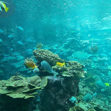 串本海中公園水族館に投稿された画像（2021/11/22）