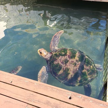 串本海中公園水族館に投稿された画像（2021/11/22）