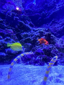 マクセル アクアパーク品川に投稿された画像（2021/11/22）